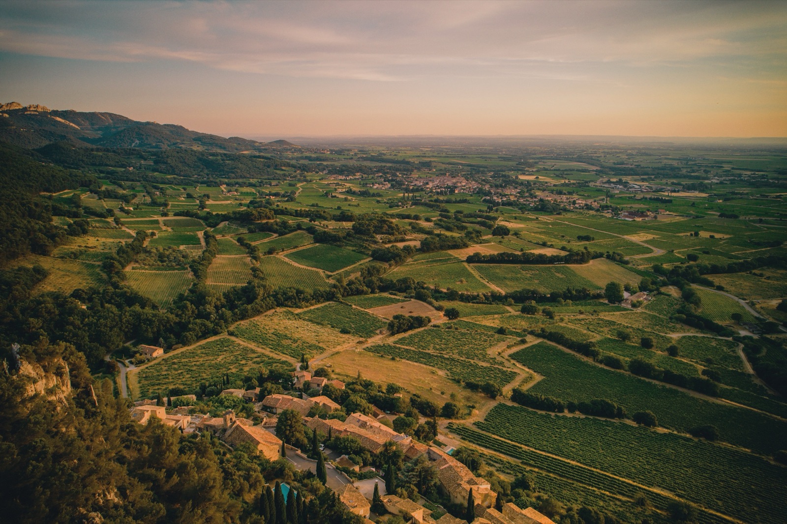 Patchwork of vineyards in evening light from a drone